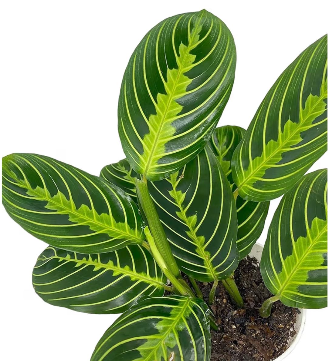 Live Plant, Lemon Lime Maranta Prayer Plant, Pet Friendly, Air Purifying, Easy Care, Easy to Grow Live Indoor Plant, Houseplant, Rare Plant, Home Décor 4 inch White Pot (Heat Pack Included)