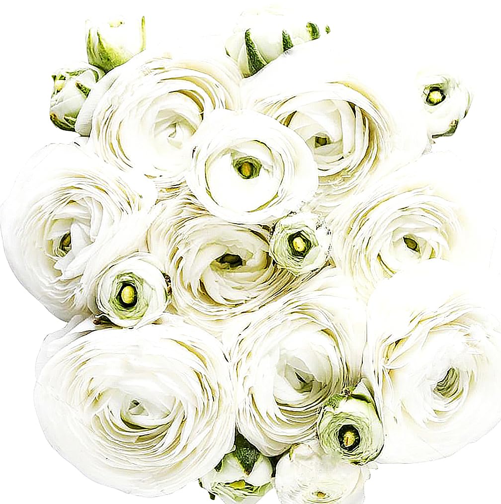 White French Peony Ranunculus - 12 Largest Size Corms, Premium Bulbs for Growing Flowers, Stunning White Blooms, Ideal for Garden Beds, Perfect for Spring Planting