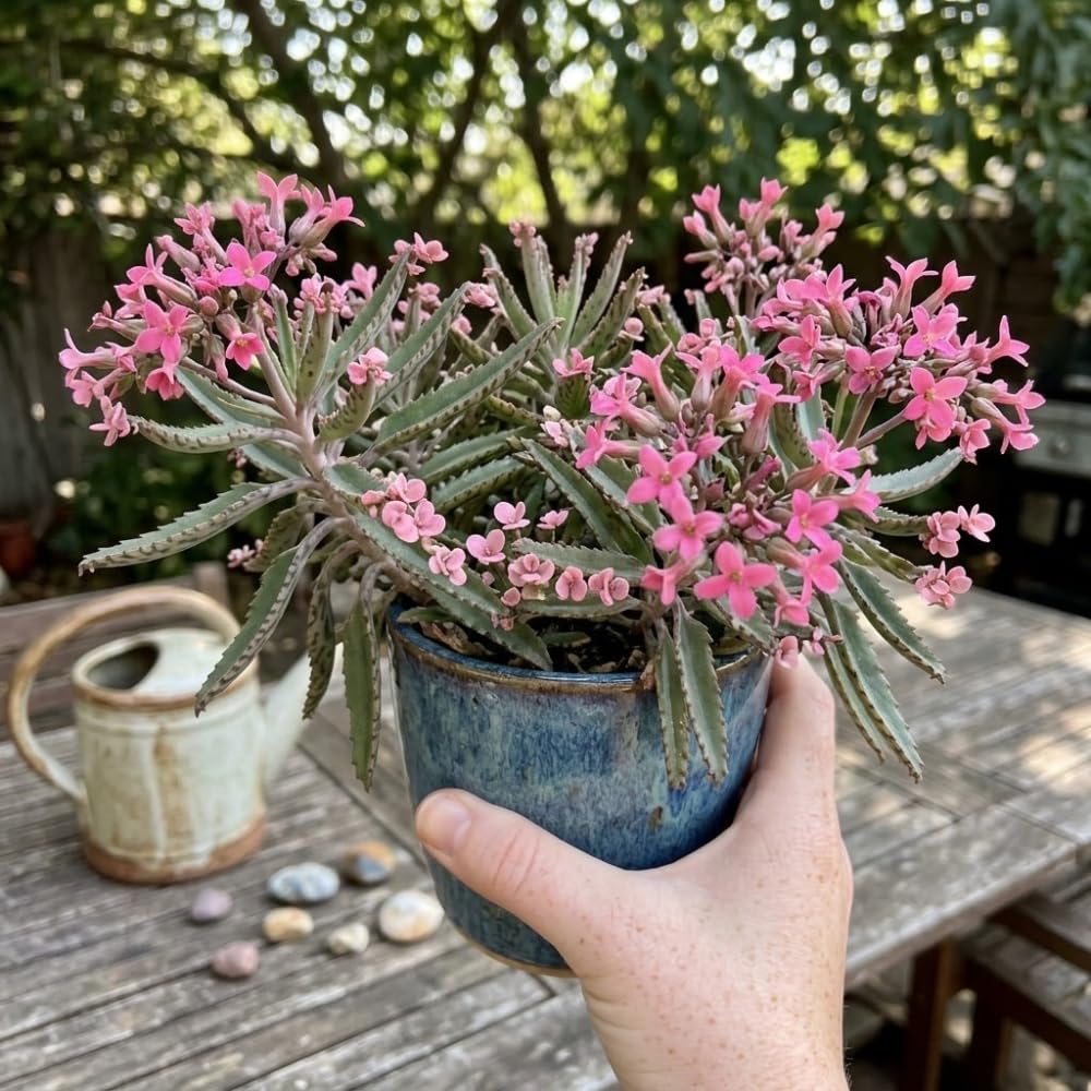 Kalanchoe Pink Butterfly Live Succulent Plant – 2 Inch Potted, Low Maintenance Colorful Succulent for Modern Indoor Landscapes, Beautiful Gift for Plant Lovers