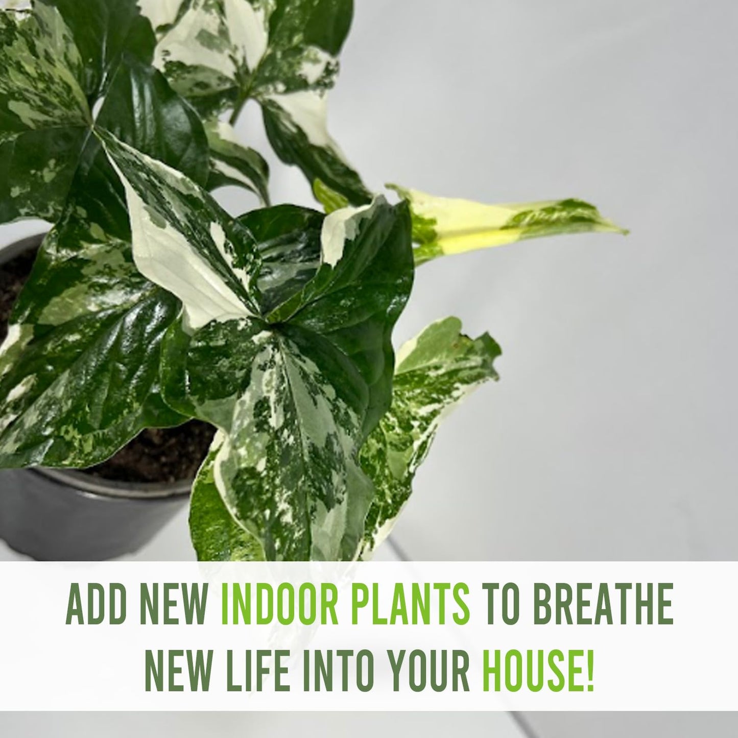 LEAL PLANTS ECUADOR Syngonium Podophyllum Albo Variegated - Elephant Ear House Plant|Syngonium Live Plant Variegated Live Houseplant| Perfect for Home Decor, Unique Gift for Plant Lover