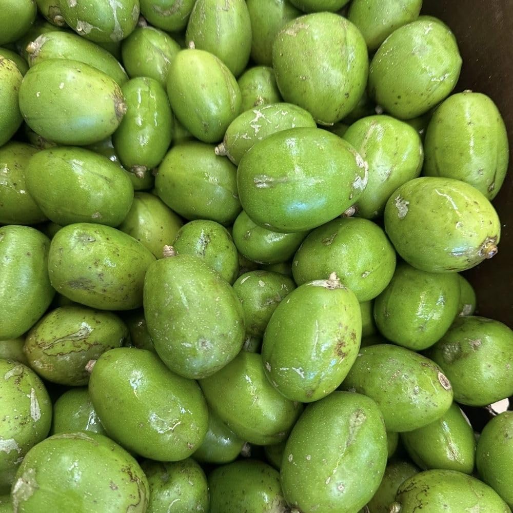 Live June Plum Plants 2-3 Feet Tall in 1 Gallon Pot, June Plum Plants Live, Well-Rooted Tree for Garden Planting
