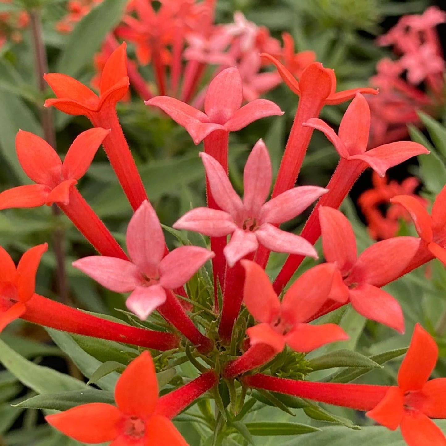 Proven Winners Estrellita Little Star Firecracker Bush (Bouvardia x) Live Plant, 4.5" Qt, 4 Pack