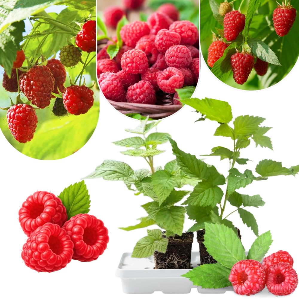 2 Red Thornless Raspberry Plants Live, Sweet Raspberry Bush Shrub to Grow, Well-Rooted 4-8" in Tall, Cold Hardy