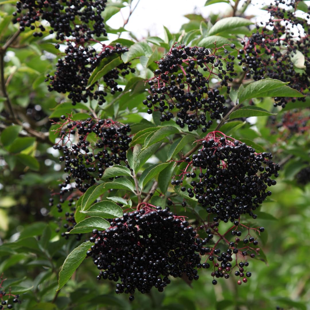 Set of 5 Elderberry Plants Live, Elderberry Cuttings, Sweet Fruit, 6-10 Inch Tall for Growing