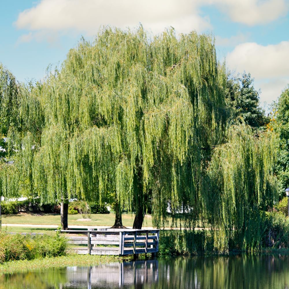 Weeping Willow, Deciduous, Fast-Growing, Shade Tree, 2-3 ft Tree Height, 1 gal Nursery Pot (Due to Agricultural Laws, we Cannot Ship to CA, AZ, AK, or HI)