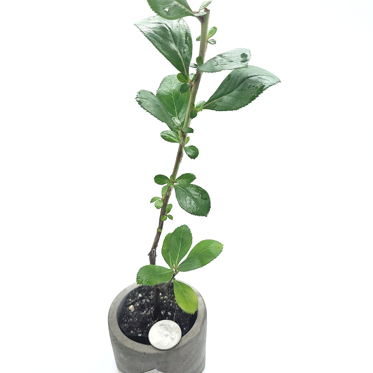 Pink Escallonia Fradesii | Live Plant One Stem 2" Pot Starter Plant | California Grown