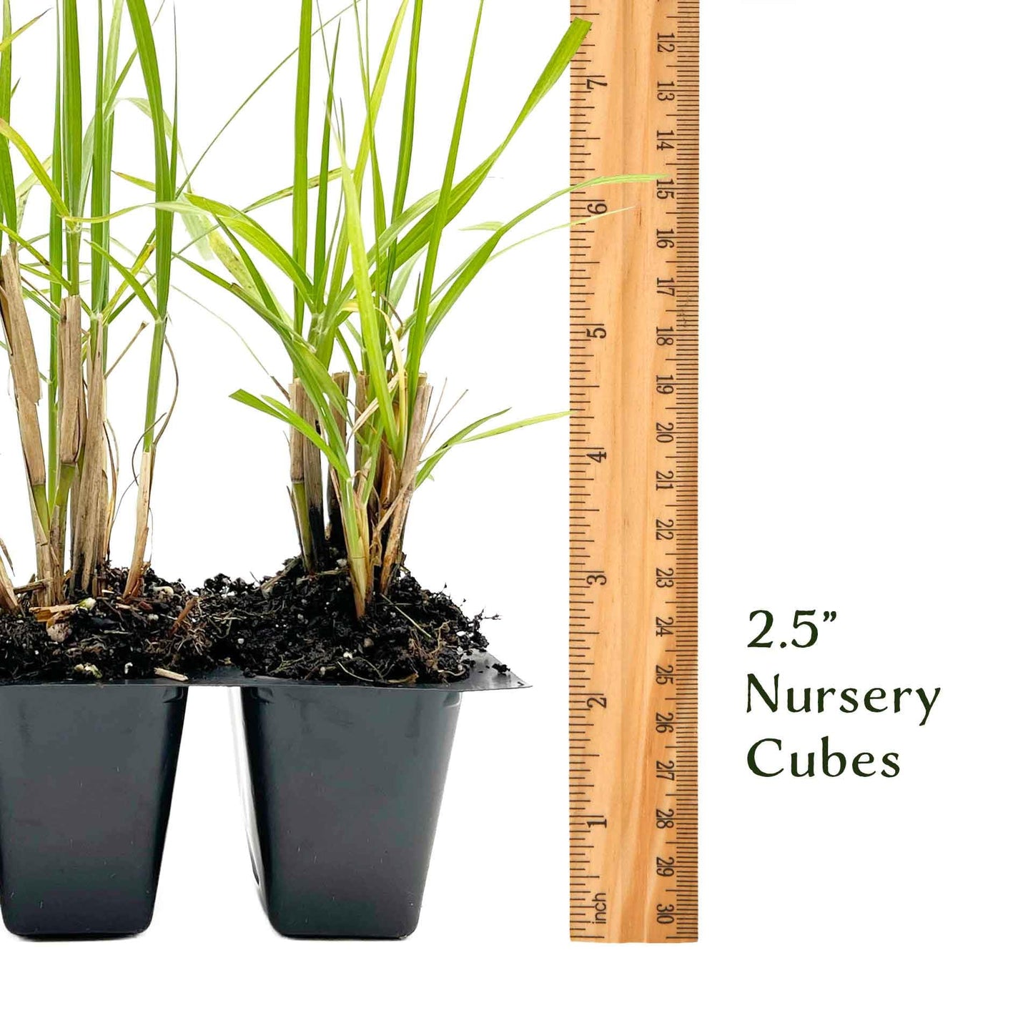 6 Fairy Tails Fountain Grass – Evergreen Ornamental Grass with Pink-White Plumes for Borders & Pots (Pennisetum ‘Fairy Tails’) in 2.5” Cubes, Live Plants