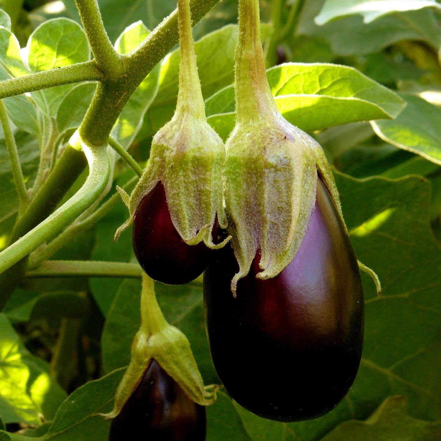 Clovers Garden Eggplant Black Beauty Plants - Two (2) Live Plants – Non-GMO - Not Seeds - Each 4" to 8" Tall – in 4" Inch Pots - Heirloom Variety, High Yield, Heat Tolerant