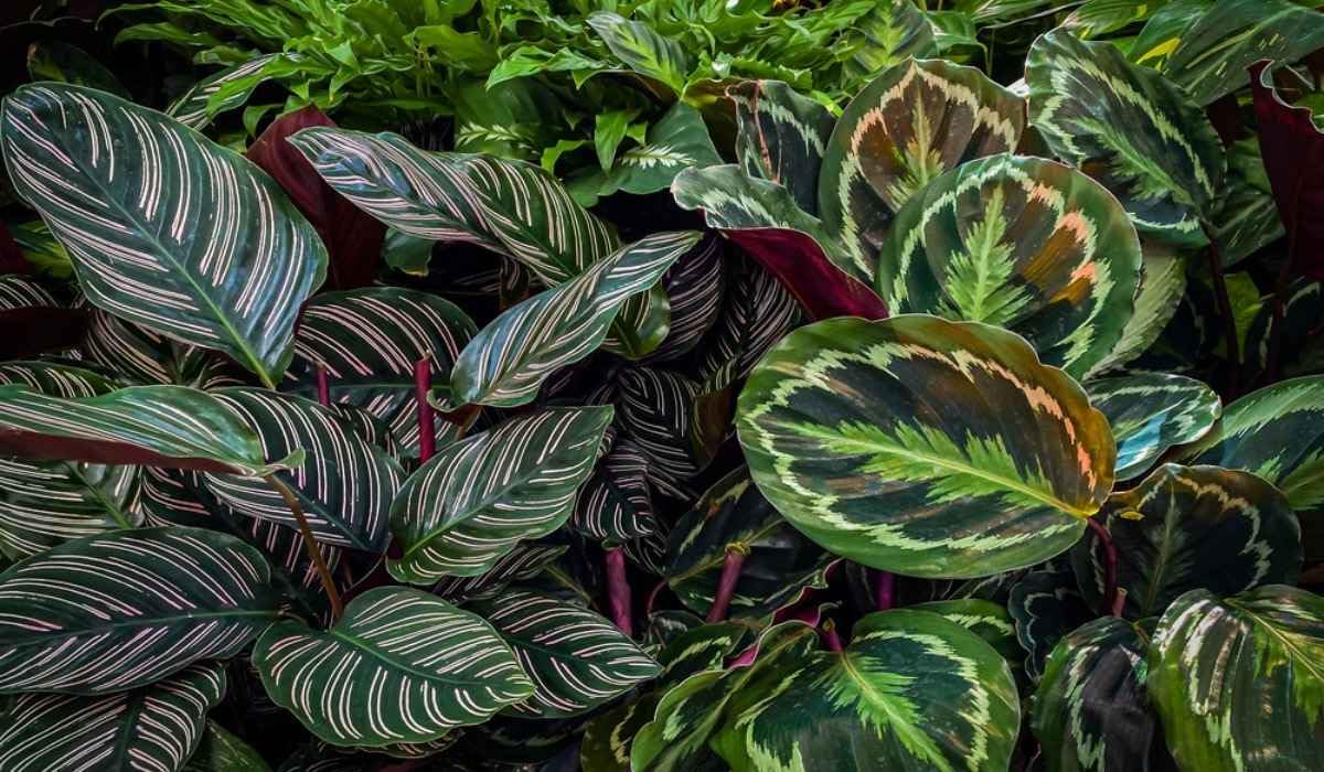 100pcs Green Calathea Plant Seeds for Planting, Tropical Foliage Seeds for Indoor & Outdoor Growing | Easy to Grow Houseplant Seeds