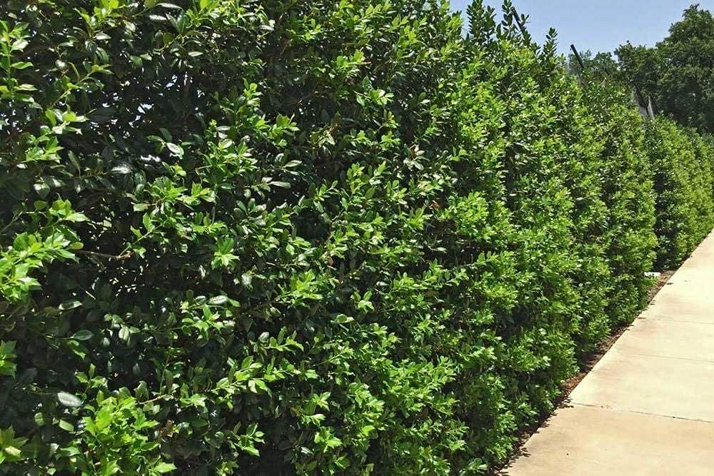 Needlepoint Chinese Holly - Ilex Cornuta - 5 Live Quart Size Plants - Low Maintenance Screening Evergreen Hedge