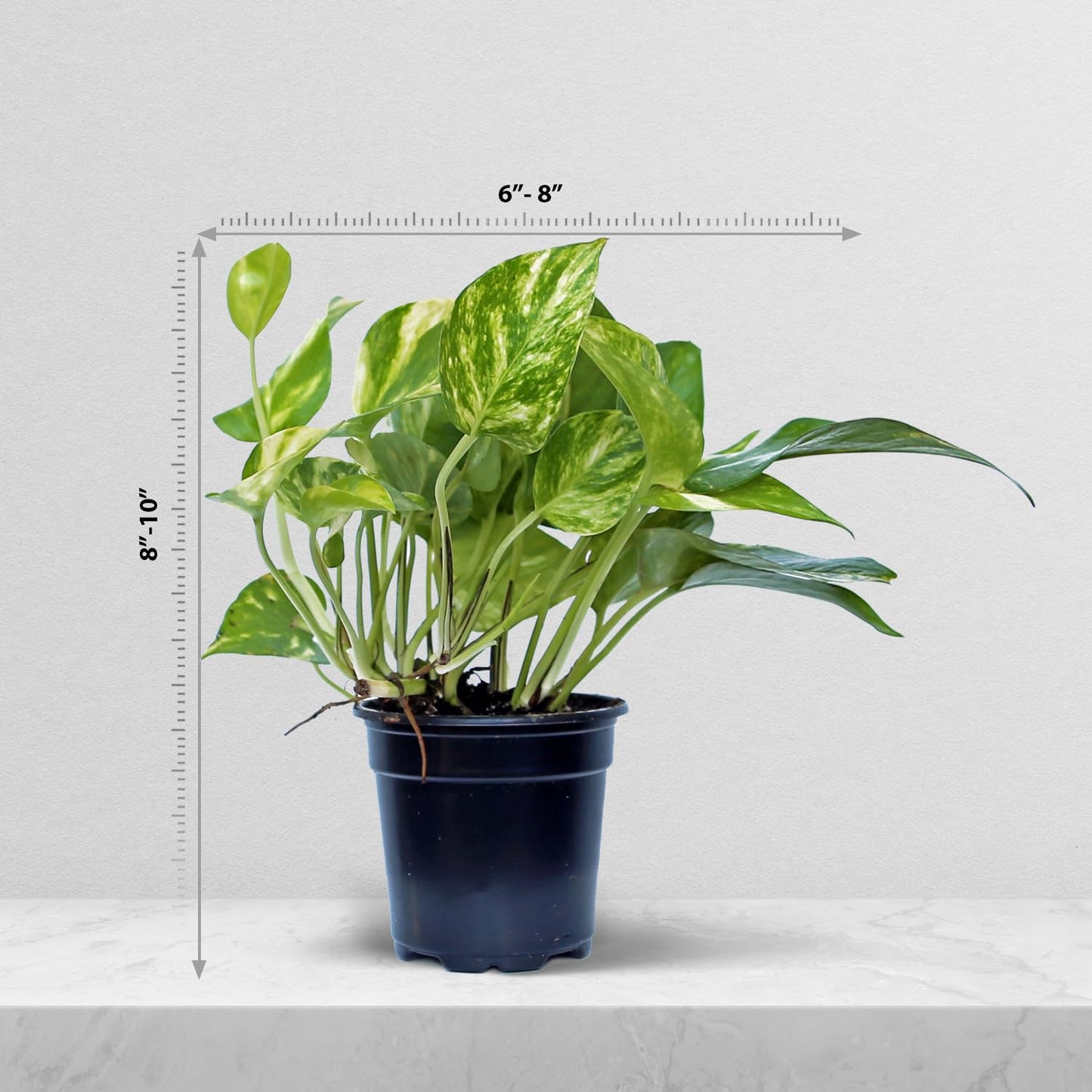 4 Pack Live Golden Pothos, Devil's Ivy Vine, Indoor Trailing Houseplant, Variegated Potted Plant, Sympathy Gift, Live Decor, Birthday Gift, Office Gift, Housewarming Gift in 4" Pot