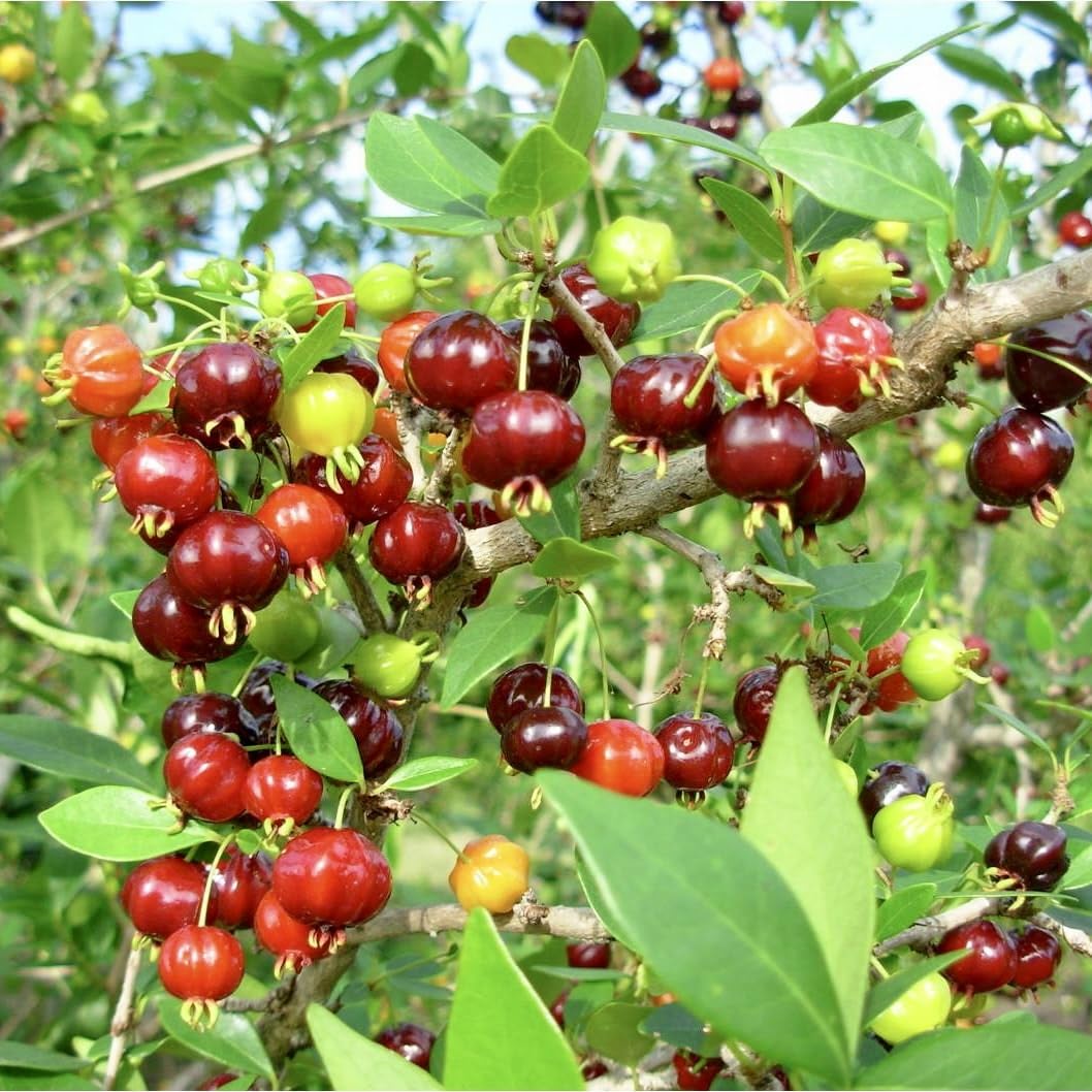 Live Plant - Pitanga (Eugenia Uniflora) Surinam Cherry Tropical Live Fruit Tree 2′-3 Feet