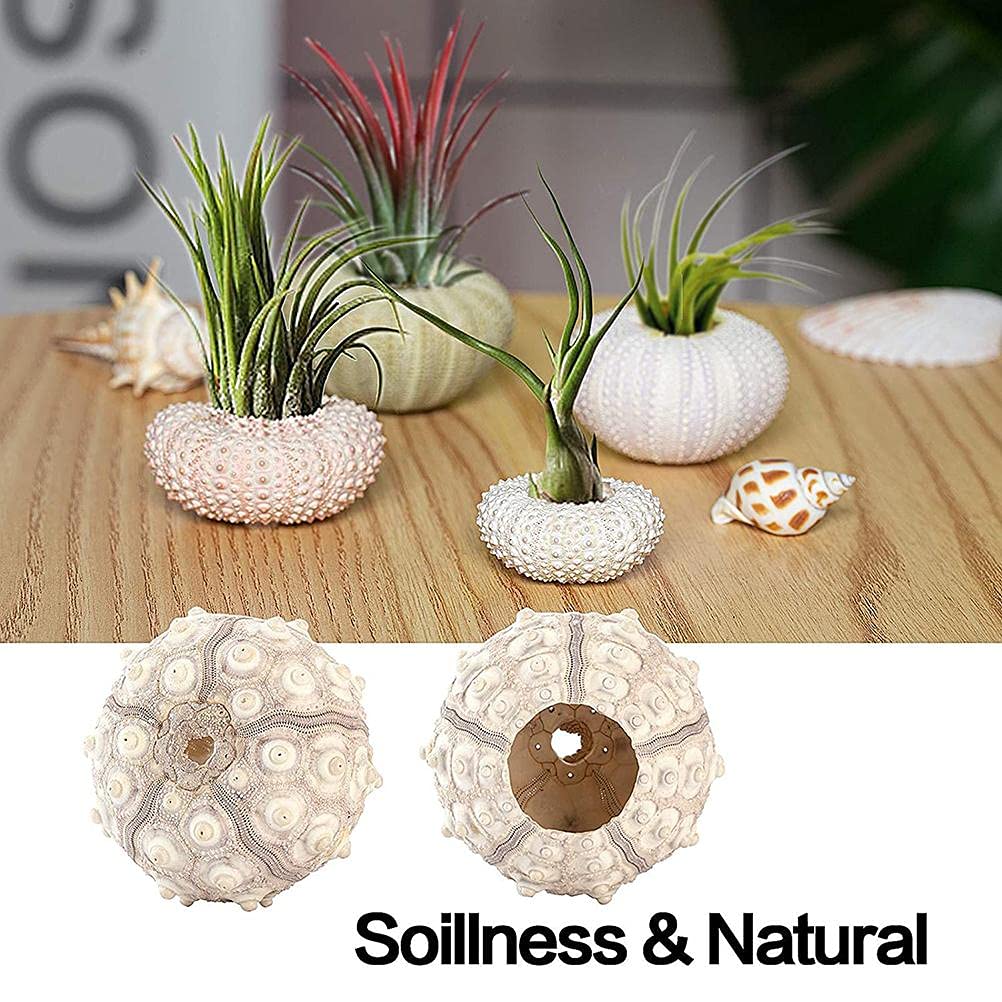 shenruifa 5PCS Air Plants Holder, Mini Sea Urchin Shell Hanging Pot Decorative Cute Succulent Display Container with Rustic Ropes for Home Garden Wall Decor