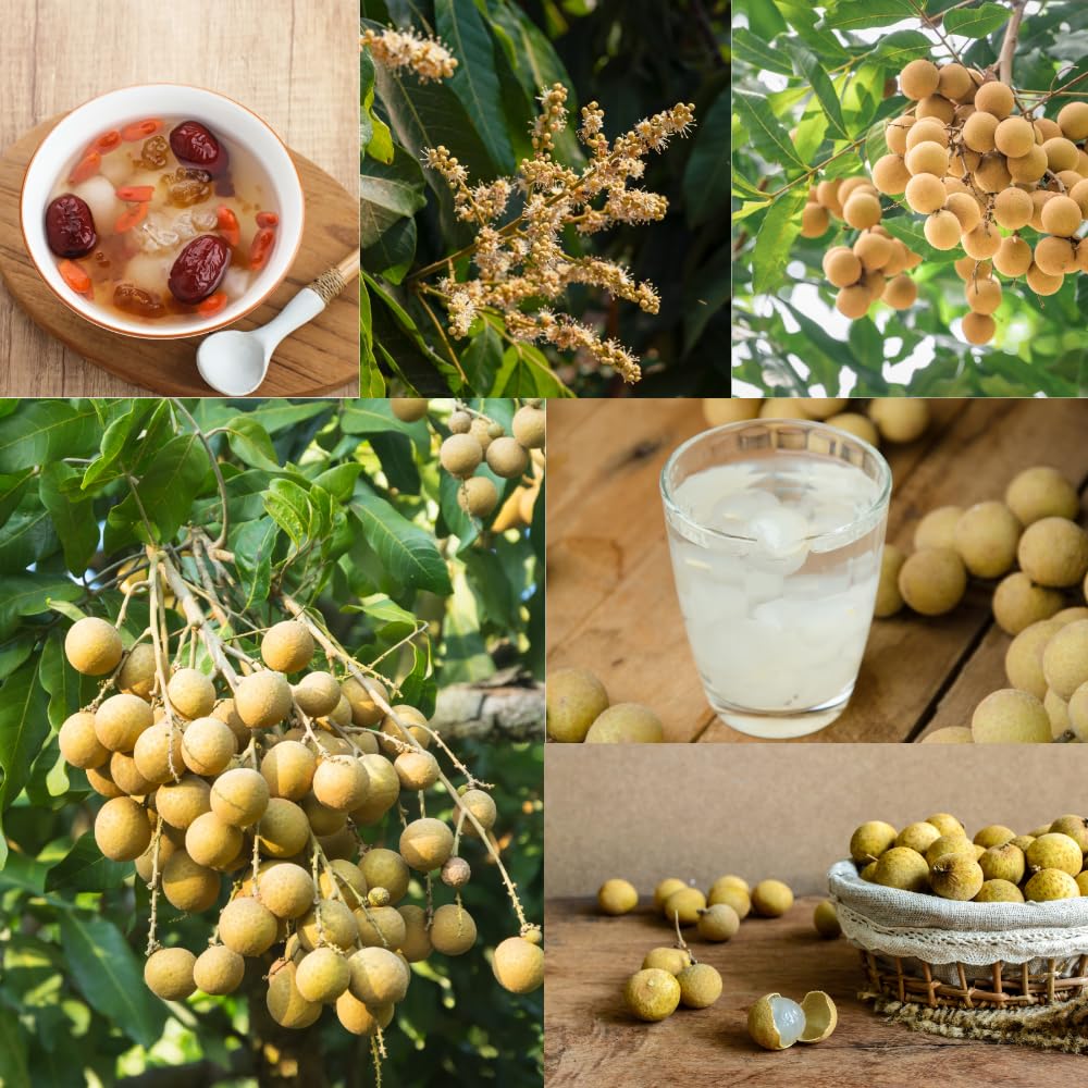 Longan Tree Live Plant, Longan Plant Live, Well Rooted in 4 Inches Pot, 6 to 8 Inches Tall, Sweet Fruit for Indoor Outdoor Growing
