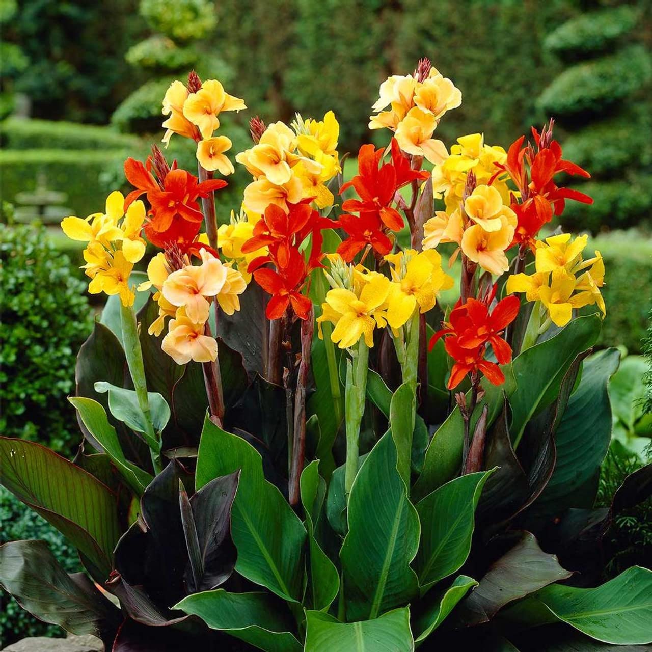 Votaniki Mix Canna Lily Bulbs - Long Lasting Blooms, Perennial Canna Bulb for Planting | Stunning Garden Display - Easy to Grow and Low Maintenance (4 Pack)
