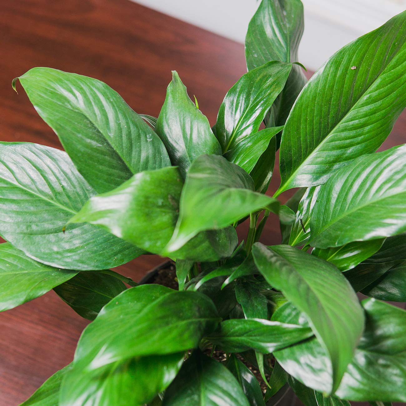 PERFECT PLANTS Peace Lily | Spathiphyllum | 15in. Tall | Easy Care Houseplant | Perfect for Moderate to Bright Light Conditions, 6 in. Grower's Pot, | Air Purifying