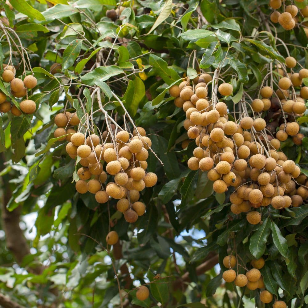 Longan Tree Live Plant 3 Gallon 2-3 Ft Tall, Live Tropical Fruit Plant, Sweet Longan Fruit Tree for Outdoor Growing, No Ship to CA