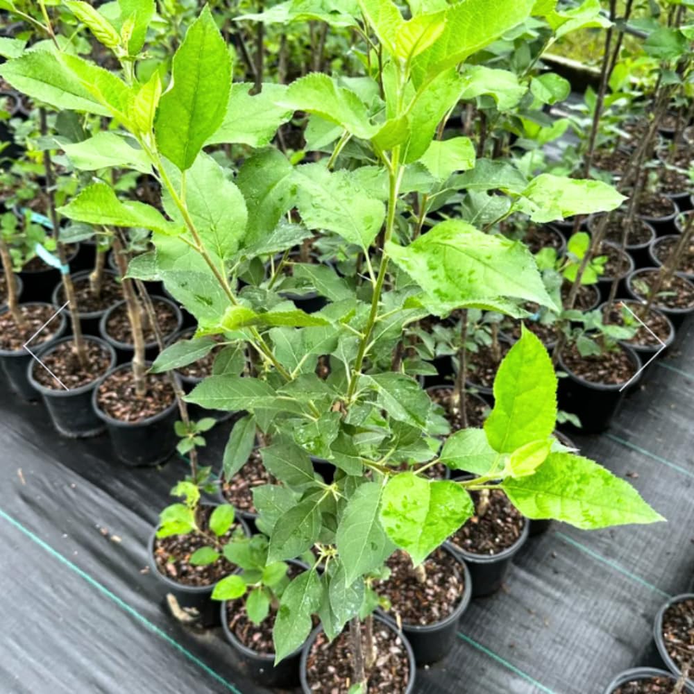 Gala Apple Tree Live Plant, Apple Plant Live for Planting, 2-3 Feet Tall, Bareroot Dormant, Live Apple Tree Plant Live, Sweet Apple Fruit Tree Ready to Grow Your Garden