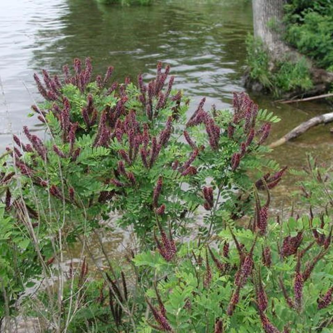 5 False Indigo Bush Live Plant 6-12 Inch | Amorpha fruticosa | Hardy Flowering Shrub with Deep Purple Spikes | Ideal for Pollinator Gardens & Landscapes