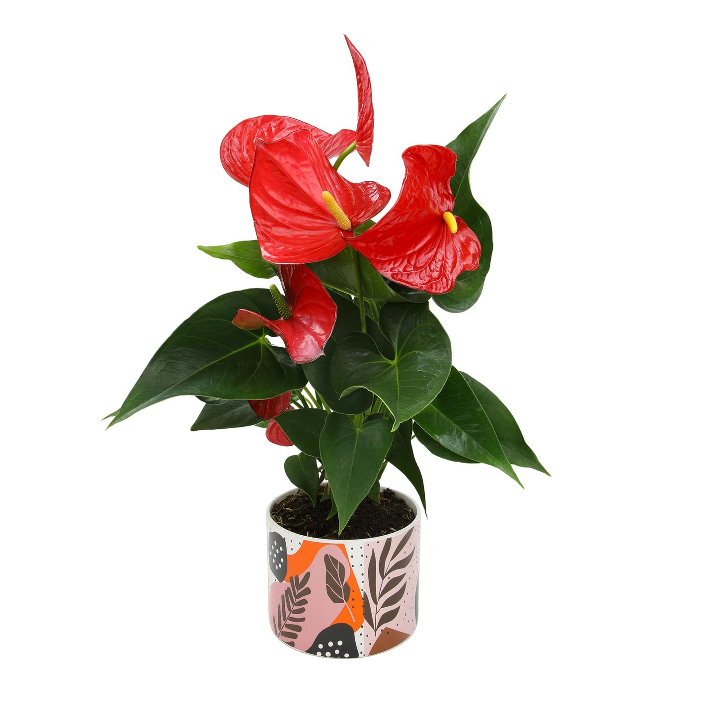 Red Anthurium Live Plant Decor 10-12" in Modern Planter, Plant Lover Gifts for Plant Lovers, Live Plants Indoor Plants Live Houseplants, Real Plants Indoor House Plants Easy Plants by Plants for Pets