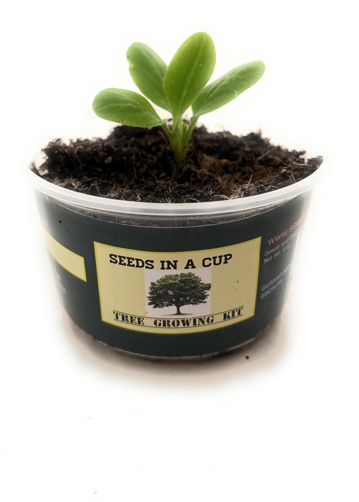 Seeds In A Cup: Plum Tree Grow Kit | Easy to use | Educational | Great Gift Idea | Help Planet | (Plastic Planter)