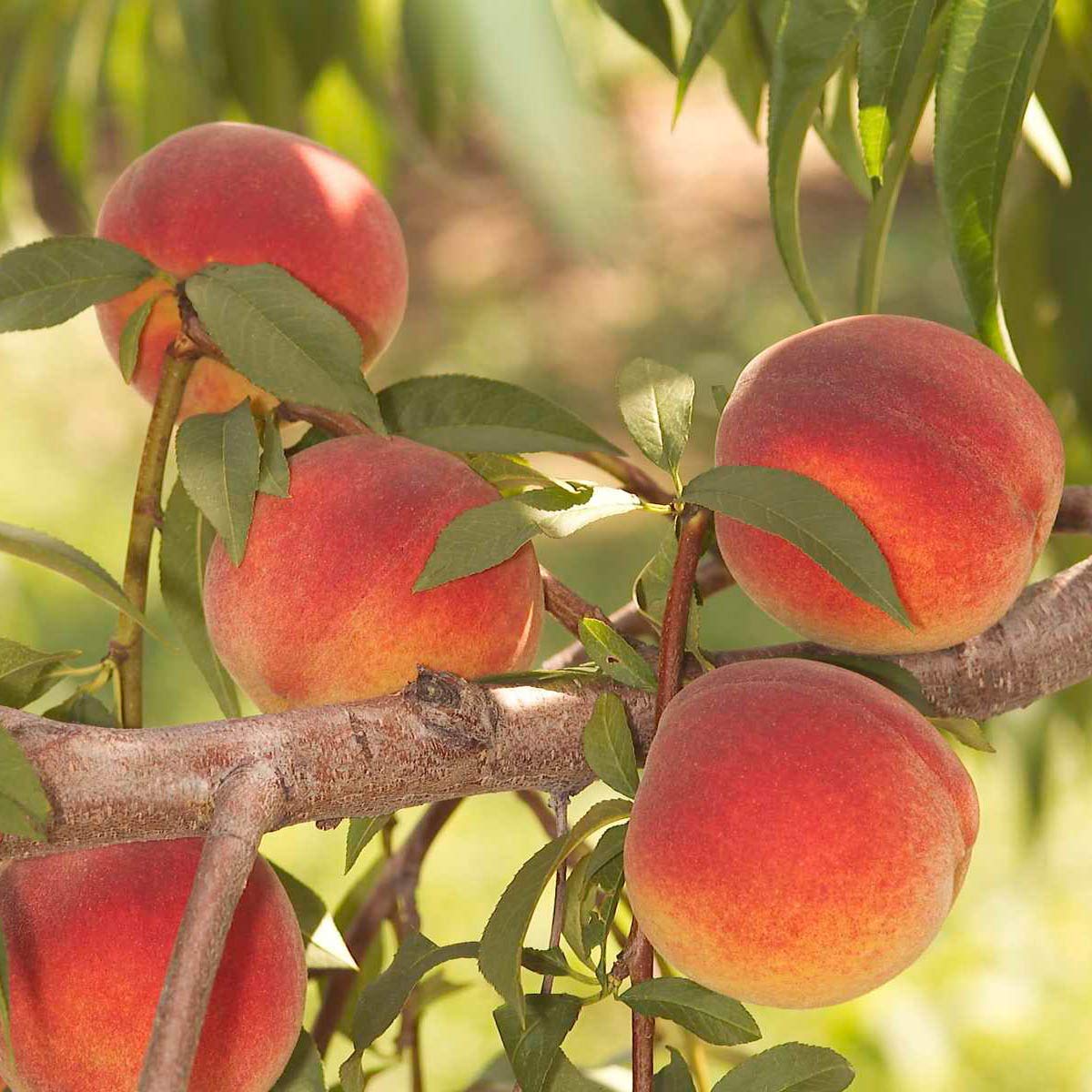 Contender Live Bare Root Fruiting Peach Tree - Includes 1 Tree per Order - Due to regulations Can't Ship to CA, CO, ID, MT, OR, or WA