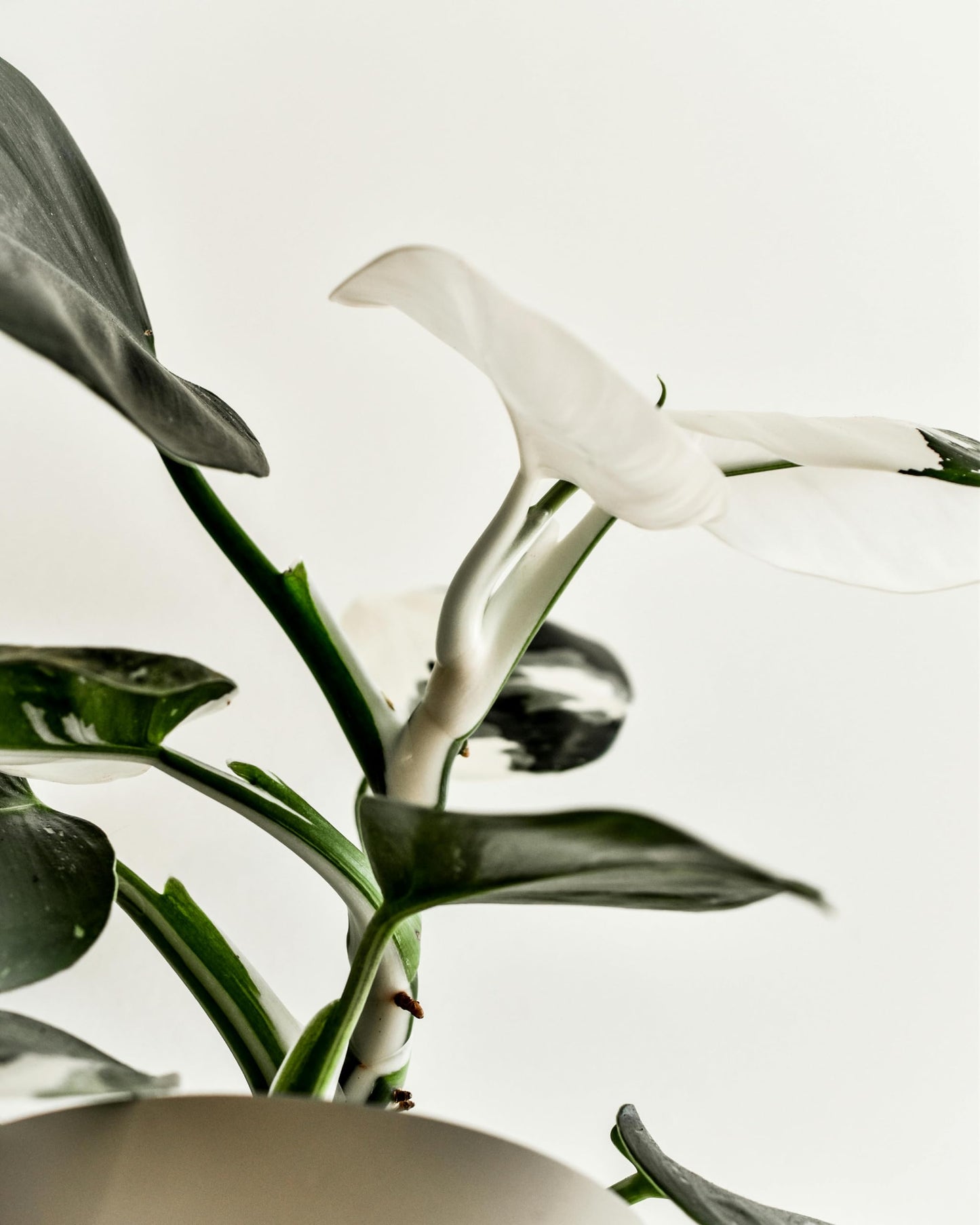 Live Plant - Philodendron White Wizard, 4-6” Tall 2” Plug - 1ct - Live Arrival Guaranteed - House Plants for Home Decor & Gift