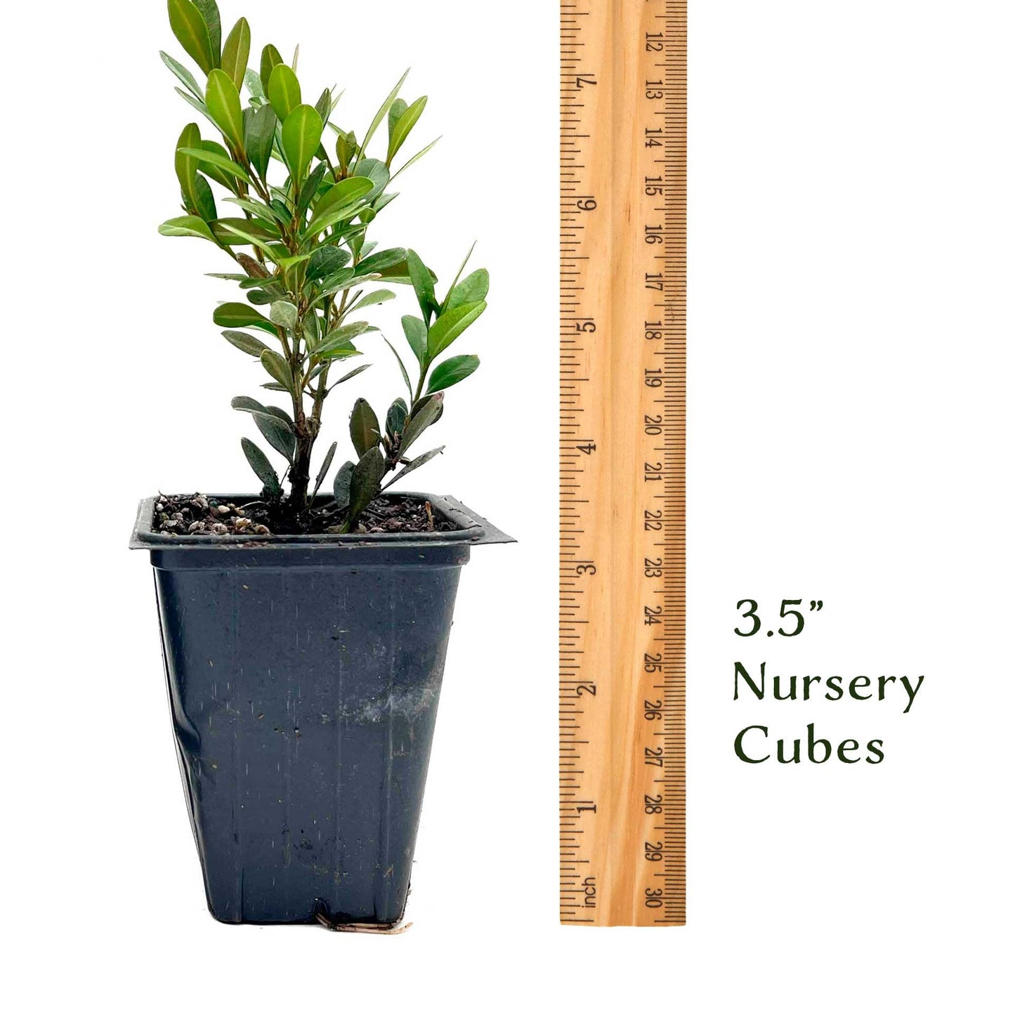 2 Green Gem Boxwood – Compact Rounded Evergreen Shrub for Low Hedges, Borders & Container Planting (Buxus sempervirens ‘Green Gem’) in 3.5″ Cubes, Live Plants