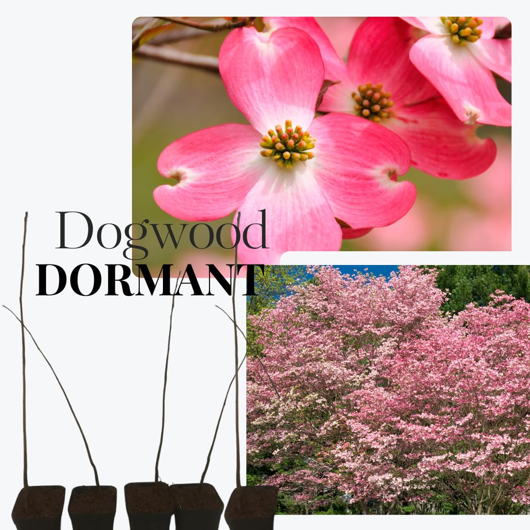 Pink Dogwood Tree Live Plant in 2.5" Pot, Well Rooted 6-12" Pink Flowering Dogwood Tree Plant Live, Dormant for Planting