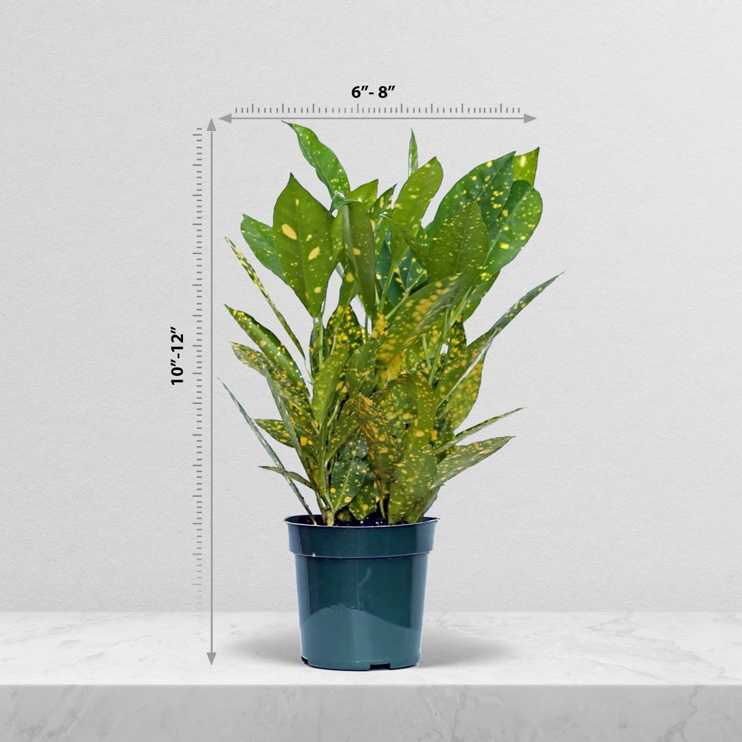 4 Pack Live Croton Gold Dust, Indoor Potted Houseplant, Housewarming Gift, Plant Lover Gift, Christmas Gift, Birthday Gift, Office Plant in 4" Pot