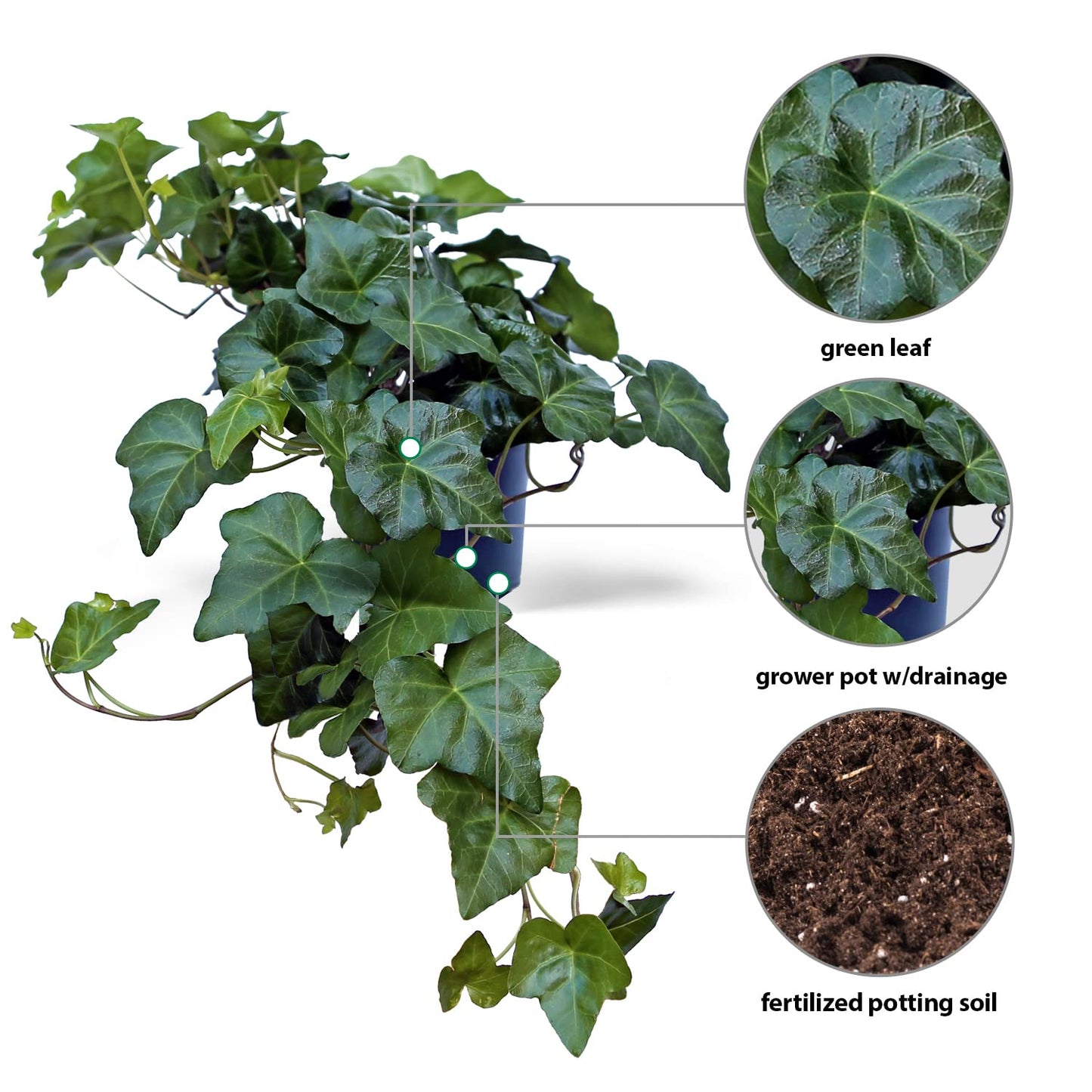 Live Ivy Plant, Hedera Helix, English Ivy, Trailing Indoor Plant, Housewarming Gift, Plant Lover Gift, Live Home Decor, Father's Day Gift Plant in 6" Pot
