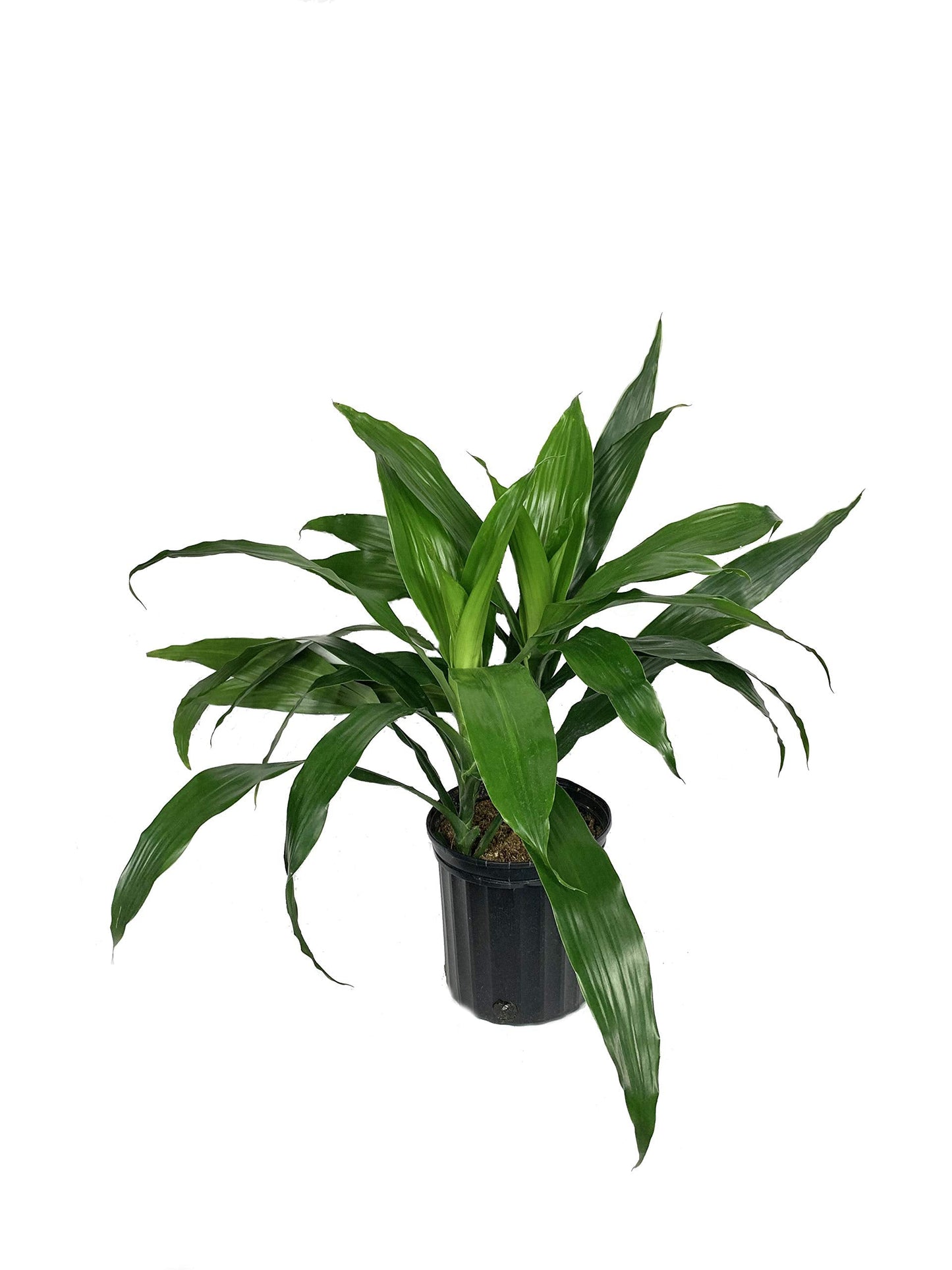 Dracaena Janet Craig Bush - Live Plant in a 8 Inch Pot - Dracaena Deremensis 'Janet Craig' - Beautiful Low Light Indoor Houseplant