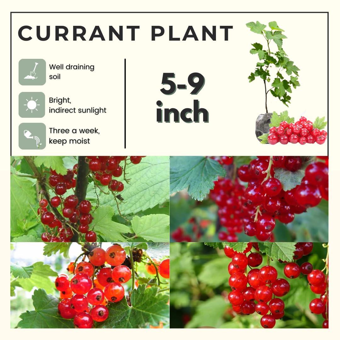 Red Currant Bush Live, Red Currant Plant Live 5-9 Inch Tall, Currant Berry Fruit Tree Well Rooted