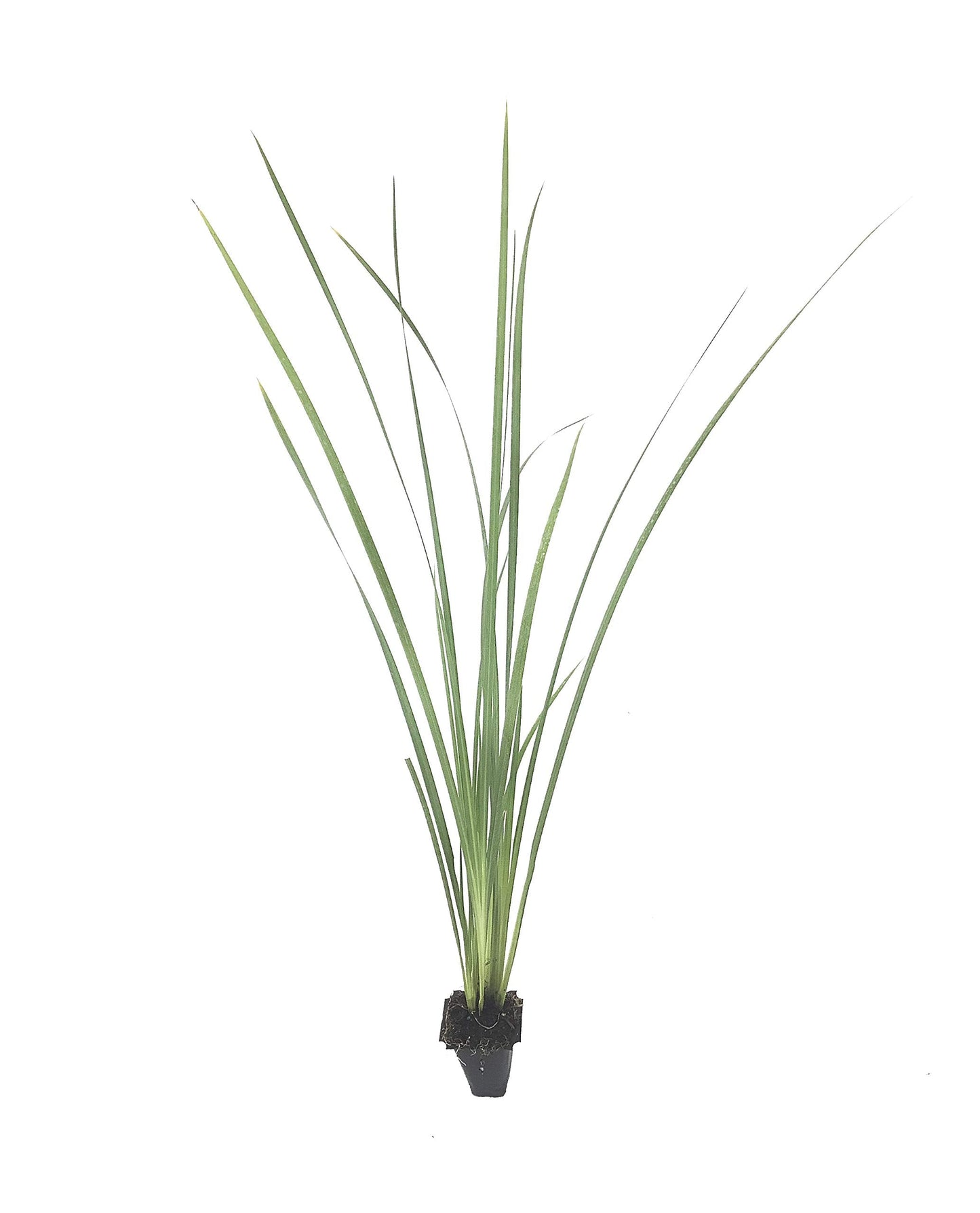 African Iris Yellow - 3 Live Plants - Dietes Vegeta - Drought Tolerant Groundcover Grass