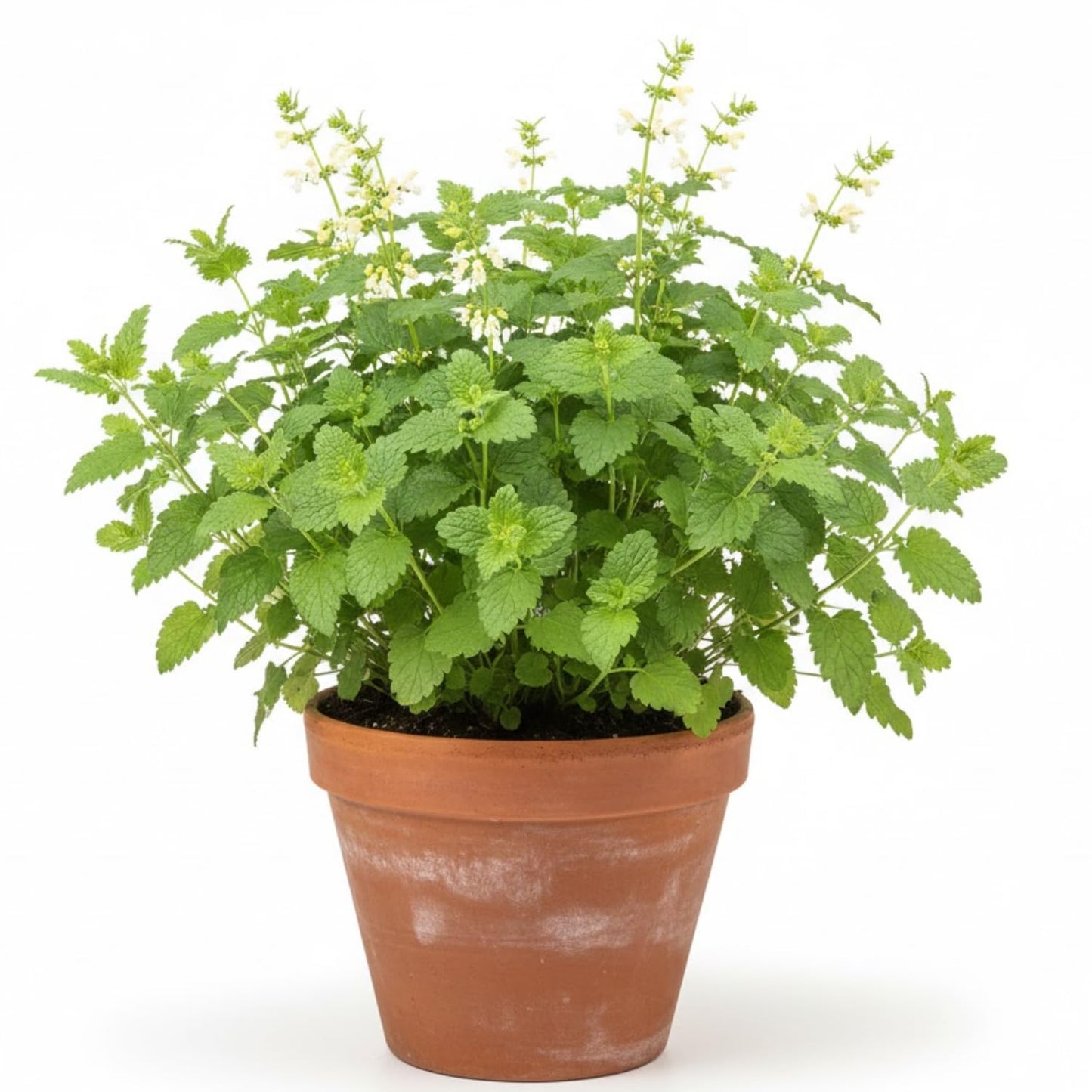 Pack 3 Lemon Balm Live Plants, 3-6" Tall Fragrant Herb Lemon Balm Plants for Garden Growing, No Pot, Well Rooted Starter Plants