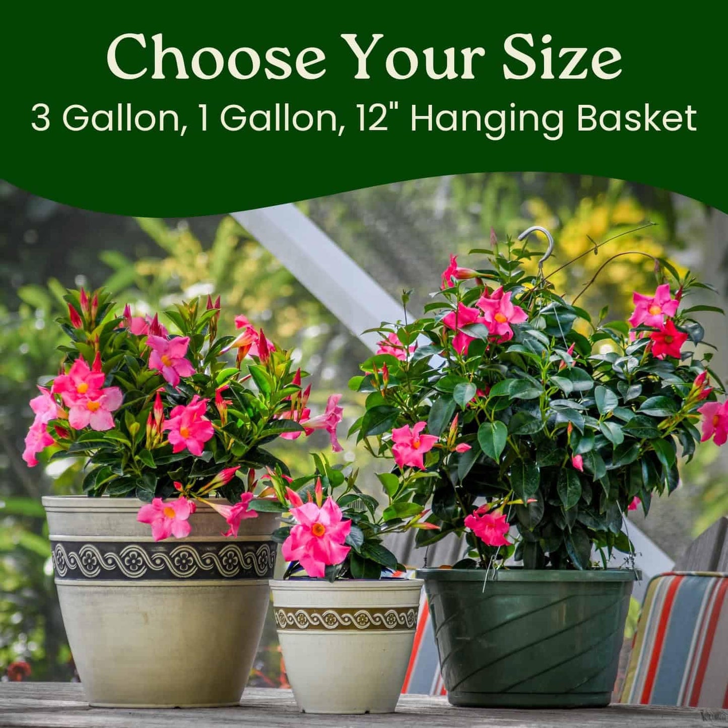 Tropical Plants of Florida Pink Dipladenia Live Plant - 1 Gallon 14 Inch Tall Tropical Flowering Bush Indoor Outdoor Patio Plant Mandevilla