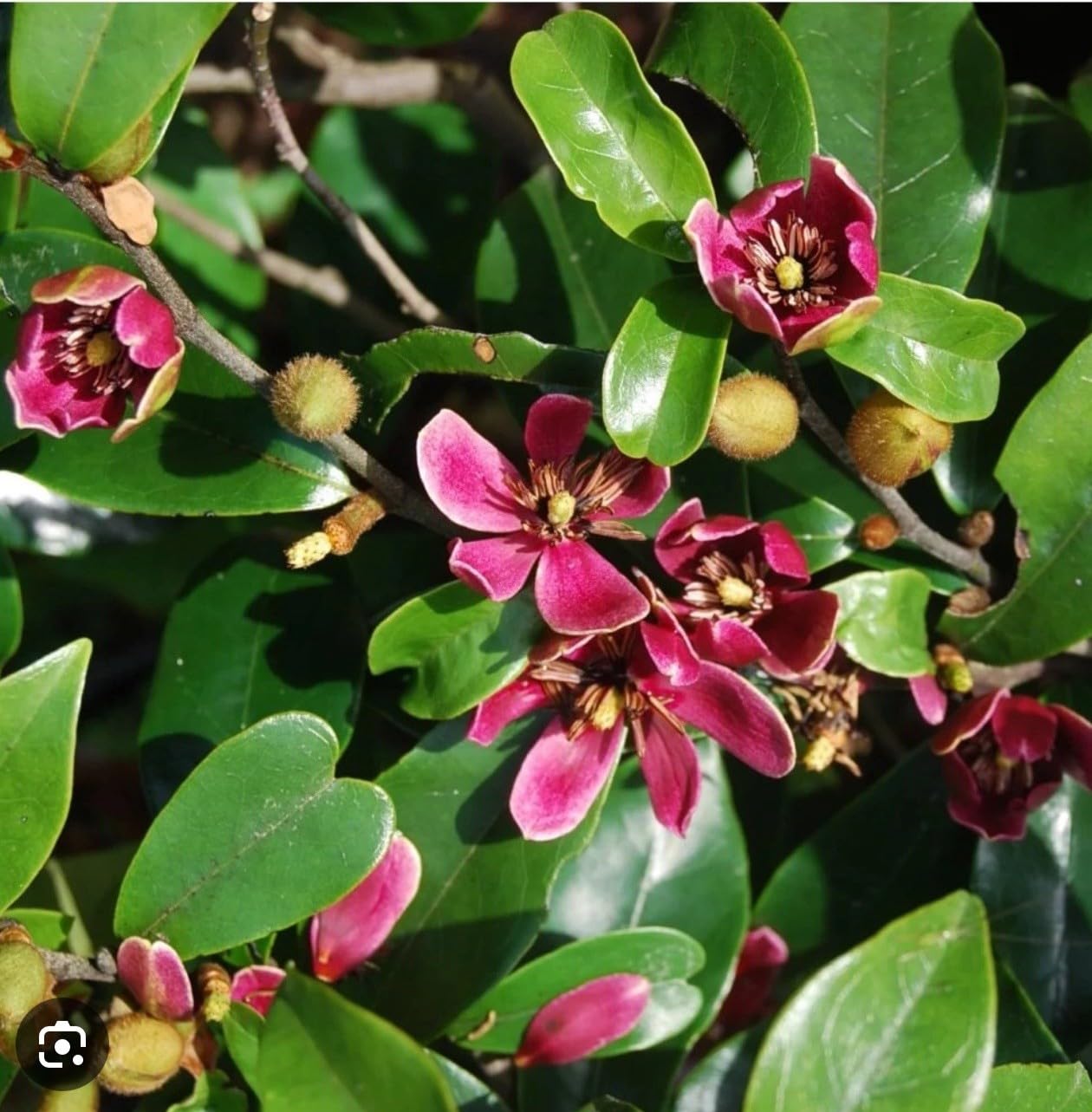 Live Plant - Stellar RubyMagnolia Hybrid TreeSMALL Starter Plant-Ruby Banana Scented Blooms