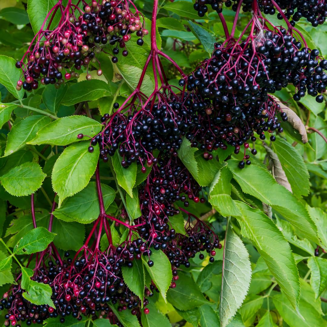 Sweet Elderberry Plant Live Tree 1 Year Old, Perennial Fruiting Shrub, 6-10" in Tall, Spring Planting Outdoor