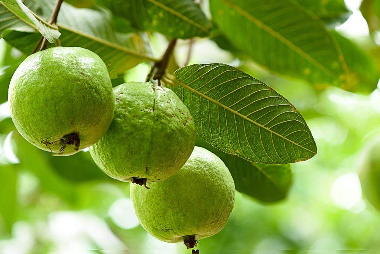 Ruby Supreme Guava Tree - Live Tree in a 3 Gallon Pot - Psidium Guajava 'Ruby Supreme' - Edible Fruit Bearing Tree for Gardens and Patios