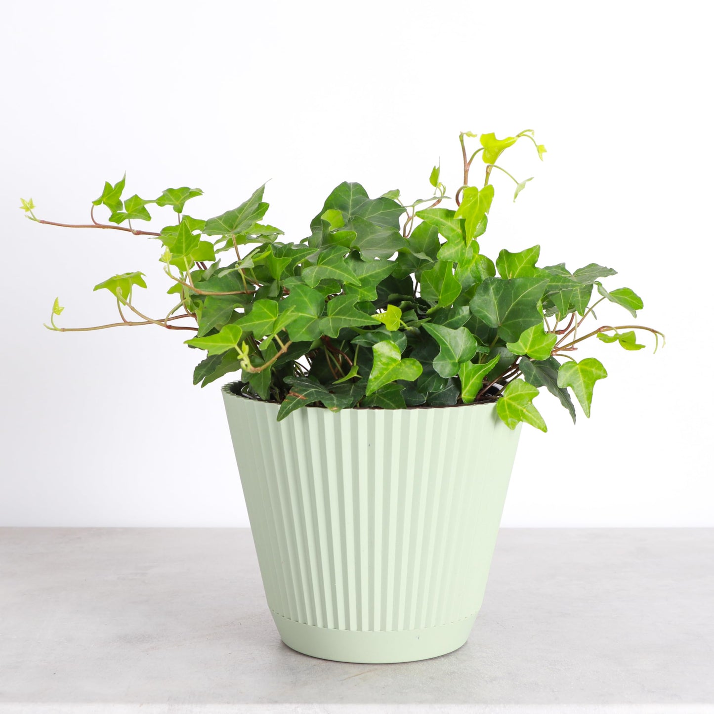 Thorsen's Greenhouse Live Green English Ivy Plant, Hedera Helix, Natural Air Purifier, Easy to Grow, Live Indoor Houseplant, (Sage - 6" Pot)