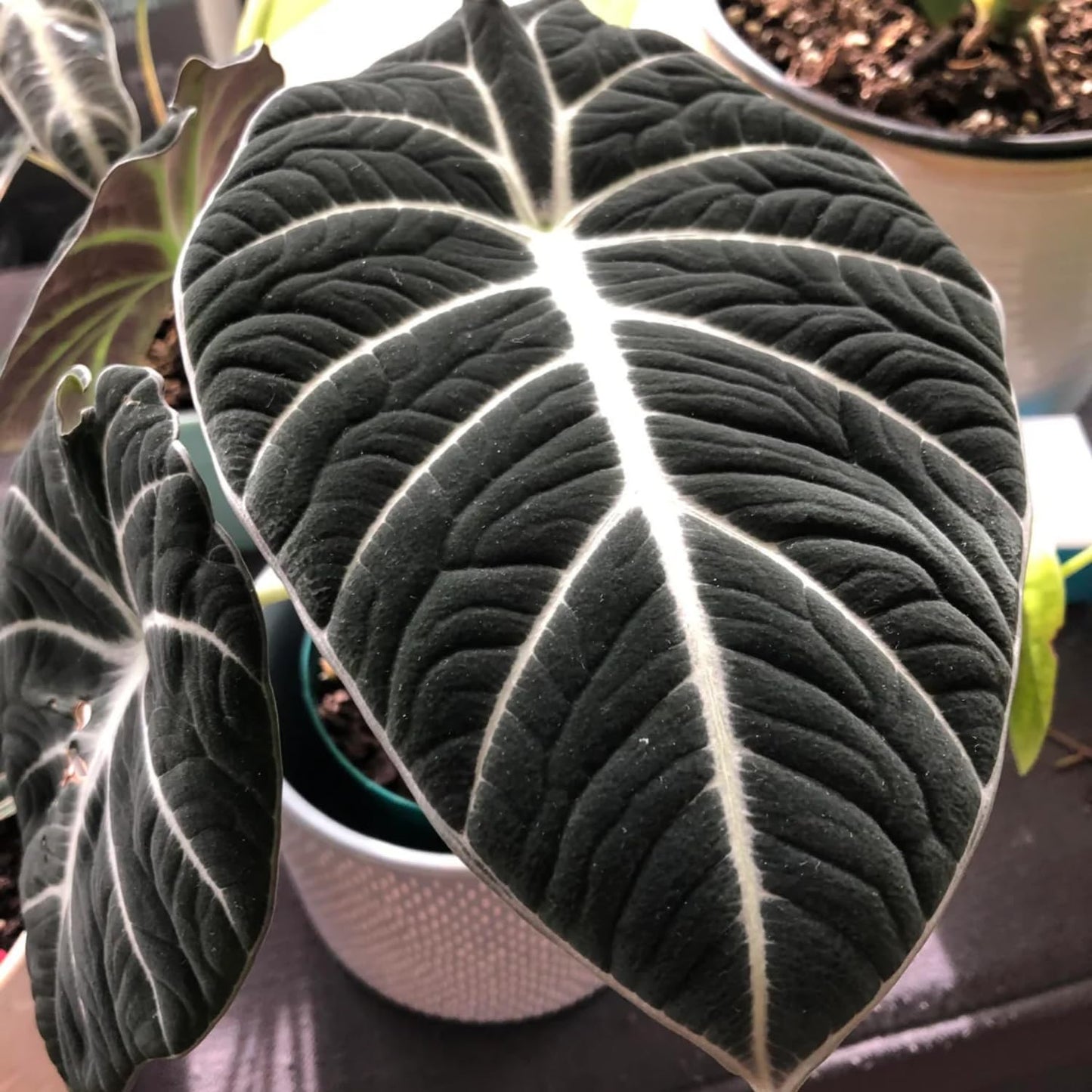 Black Velvet Alocasia Live Plant, Rare Alocasia Plant, House Plant, House Plant Indoors Live 6 Inches Tall No Pot