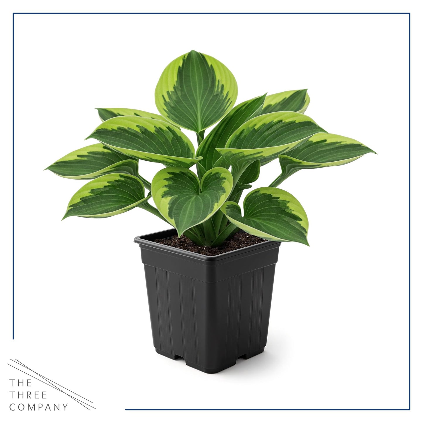 Live Perennial Hosta - Golden Tiara (3 Plants Per Pack) Beautiful Accent Plant, 10" Tall by 4" Wide in 1 Qt Pot