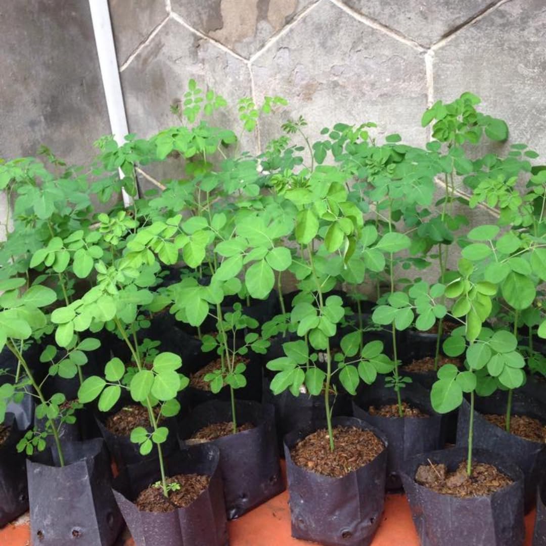 Moringa Oleifera Tree Live Plant, 4 Months Old Malunggay Plant in Pot, Well-Rooted Drumstick Trees Ready to Grow Outdoor