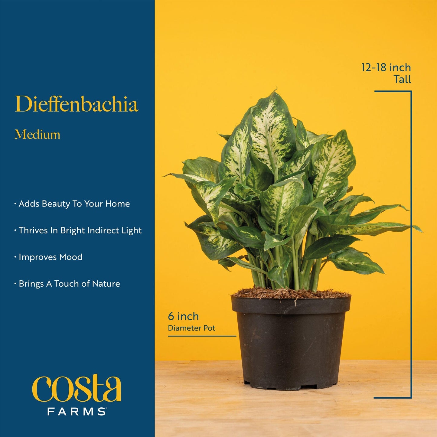 Costa Farms Dieffenbachia Live Indoor Plant, Easy to Grow Houseplant, Potted in Indoors Garden Nursery Plant Pot, Potting Soil Mix, Grower's Choice, Home and Office Plants Decor, 1 Foot Tall