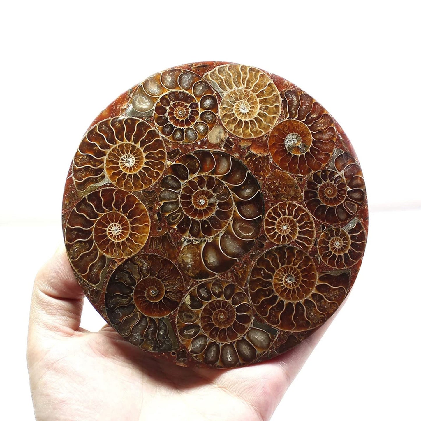 ZHDECOR Natural 11cm Natural Ammonite Shell Plate with Shelf, Mineral from Madagascar Circle Disk, Reiki Crystal Healing Stones Decorations