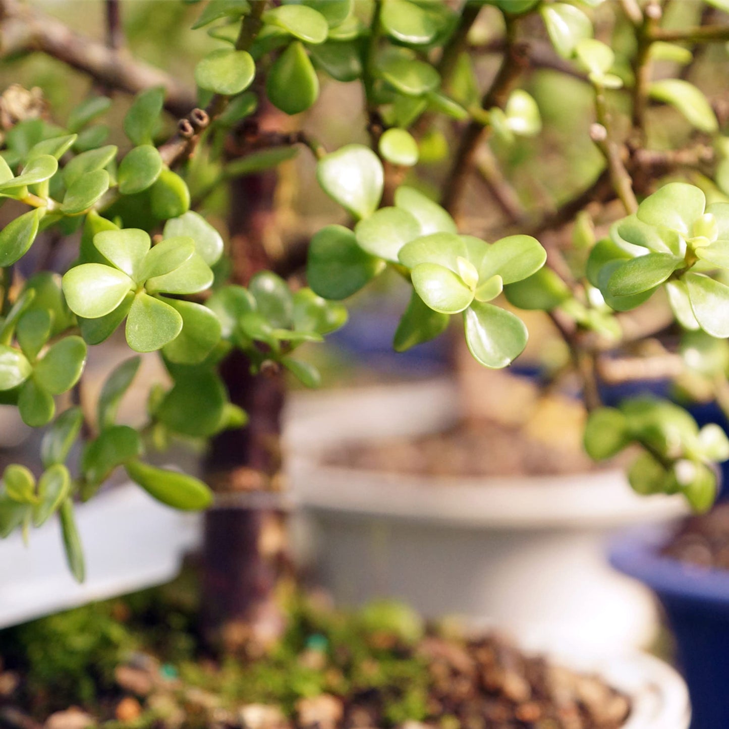 Brussel's Bonsai - Live Dwarf Jade Bonsai Tree in a Ceramic Bonsai Pot, Indoor Succulent Houseplant, 6 Years Old, 10-14 Inches Tall, Easy Care Plant for Home or Office (Large, Green)