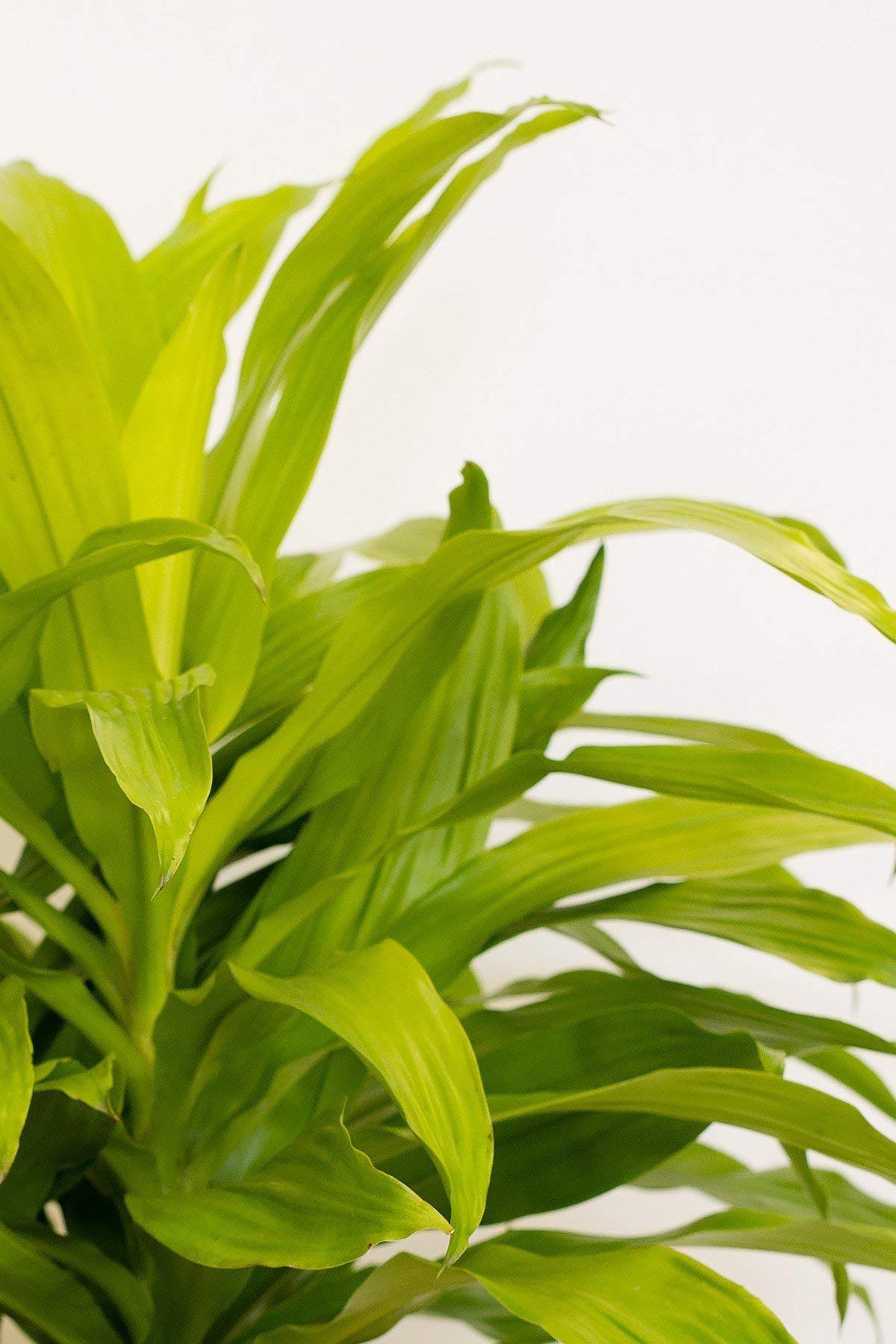 Dracaena Lime Light - Live Plant in an 10 Inch Growers Pot - Dracaena Fragrans 'Limelight' - Beautiful Indoor Air Purifying Houseplant