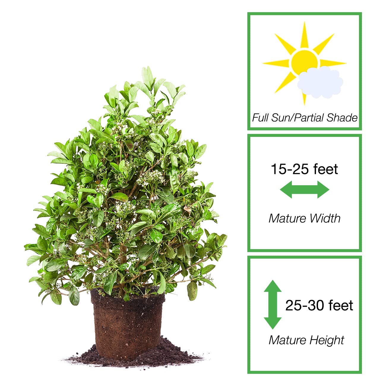 PERFECT PLANTS Sweet Viburnum Shrub 7 Gallon | Live Shrubs for Outdoor Planting | Fast Growing Privacy Hedge | Fully Loaded Flowers Filled with Fragrance