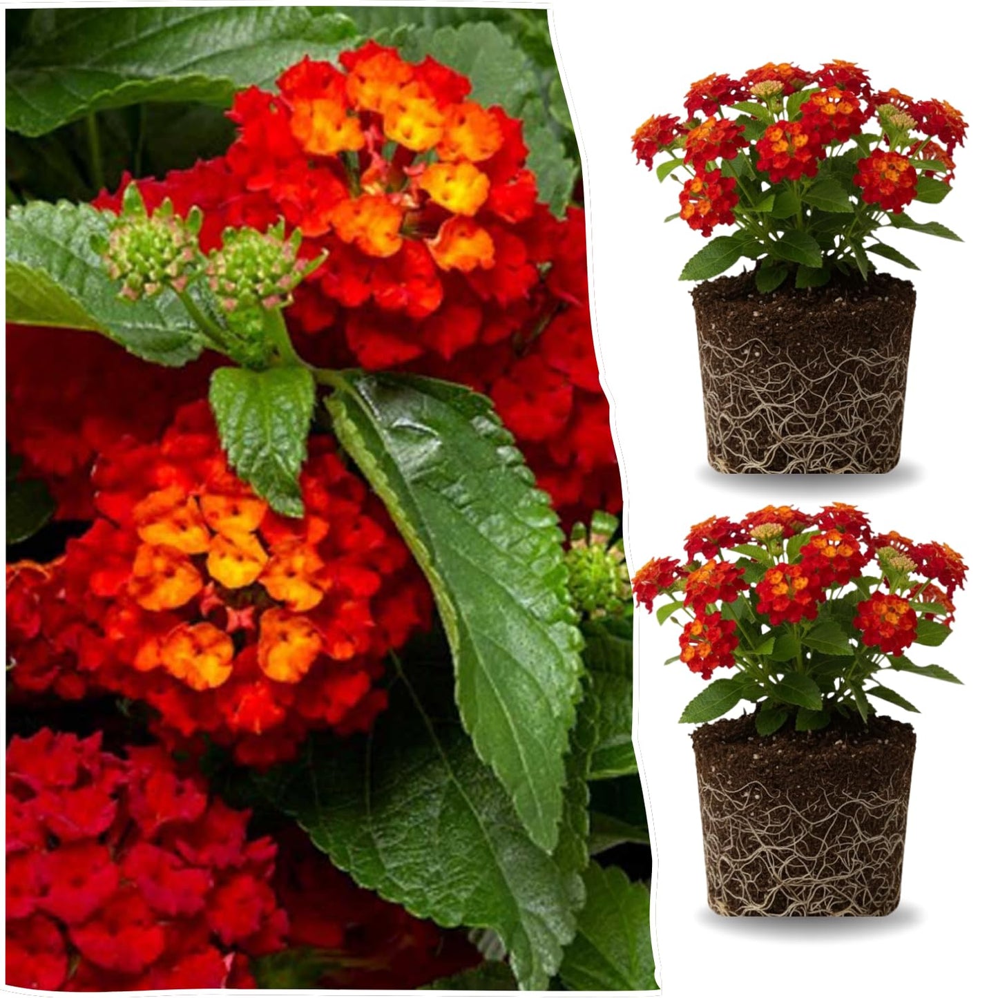 2 Red Lantana Plants Live Trees, Ready to Bloom, Hardy Long Blooming Seasons, Vibrant Colorful Perennial Fragrant, 5-10" in Tall, Full Sun Growing