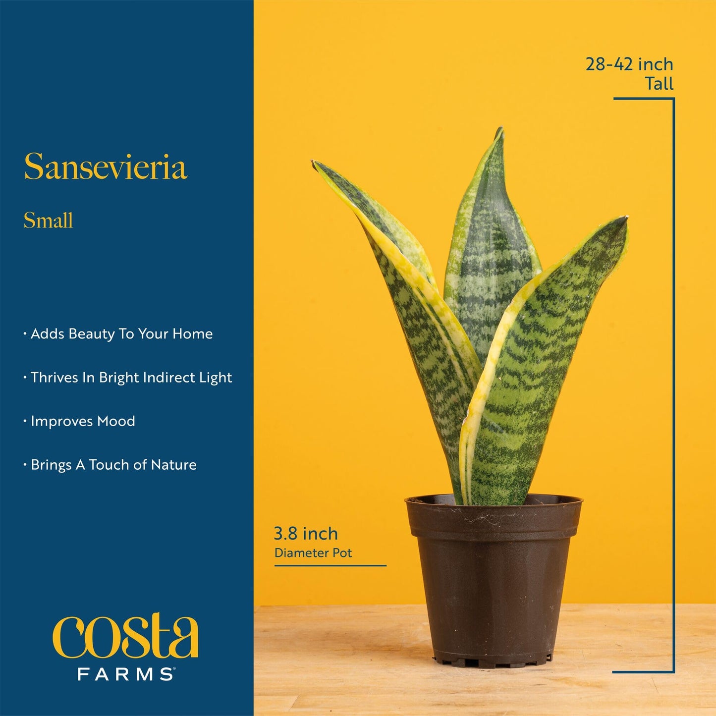 Costa Farms Snake Plant Live Houseplants (2-Pack), Sansevieria in Decor Pots, Live Indoor Plants for Low Light, Easy Care Succulents for Plant Shelf, Home Decor & Office Desk, 8-12 Inches Tall